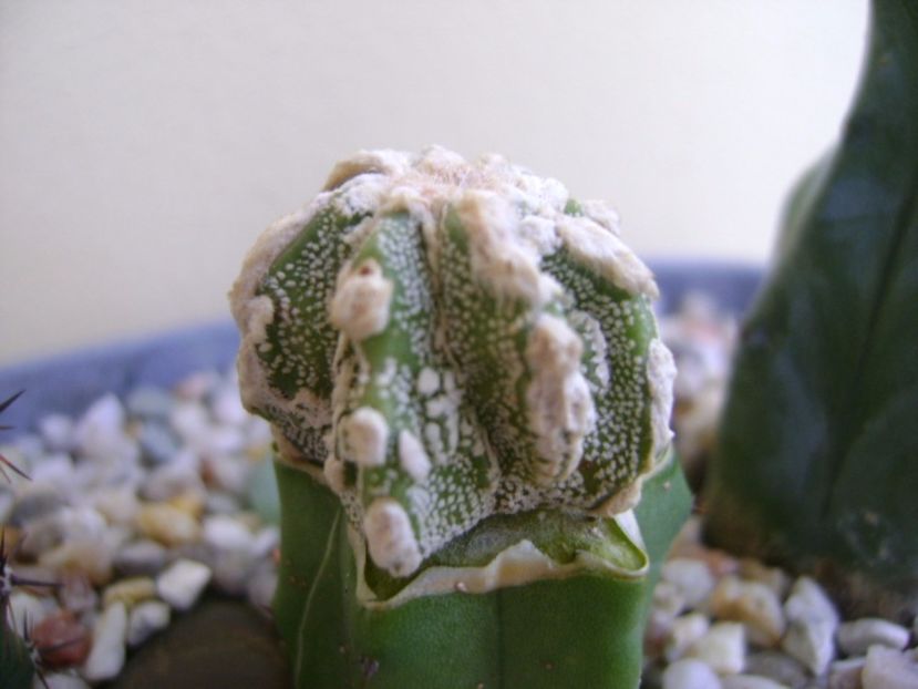 Astrophytum myriostigma cv. Fukuryu reticulatus - Cactusi 2017