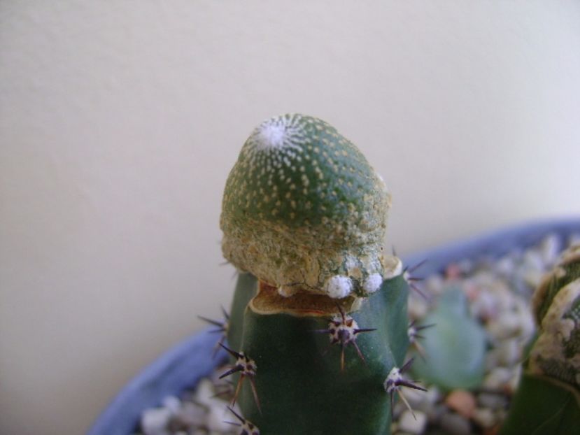 Blossfeldia liliputana - Cactusi 2017