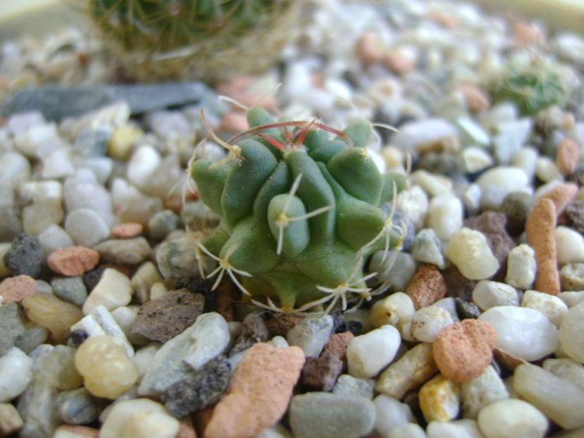 Echinofossulocactus phyllacanthus v. violaciflorus - Cactusi 2017