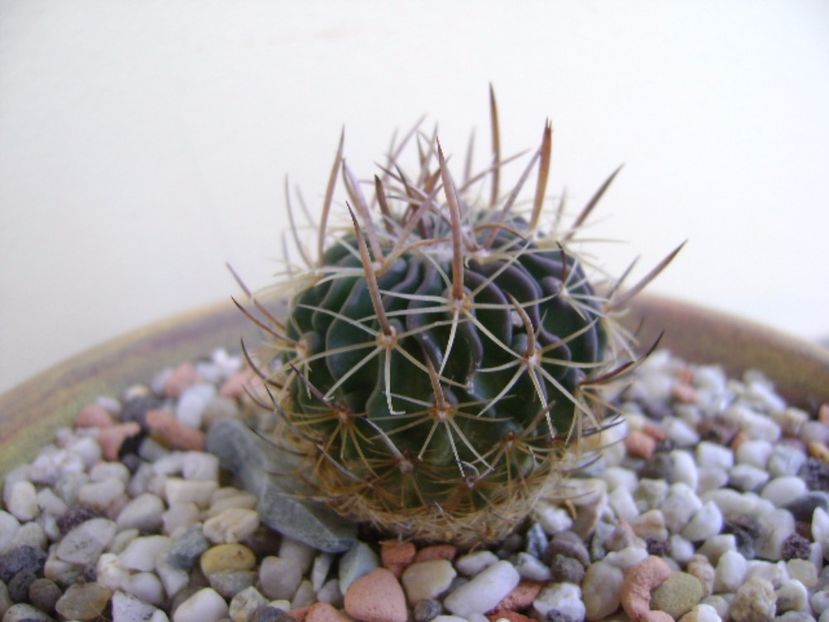 Echinofossulocactus lexarzai - Cactusi 2017