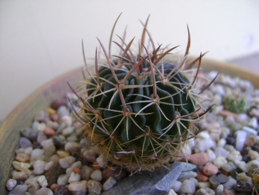 Echinofossulocactus lexarzai - Cactusi 2017