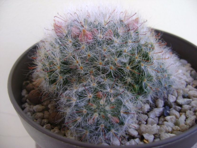 Mammillaria bocasana - Cactusi 2017