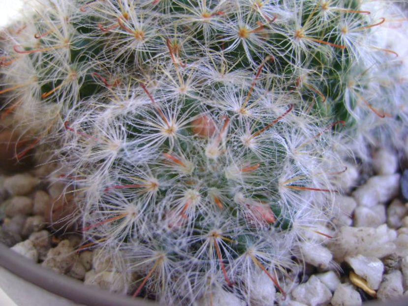 Mammillaria bocasana - Cactusi 2017