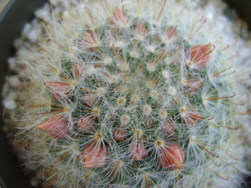 Mammillaria bocasana - Cactusi 2017