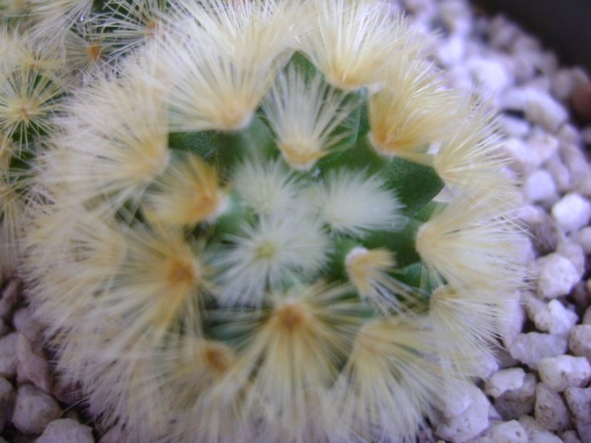 Mammillaria carmenae - Cactusi 2017
