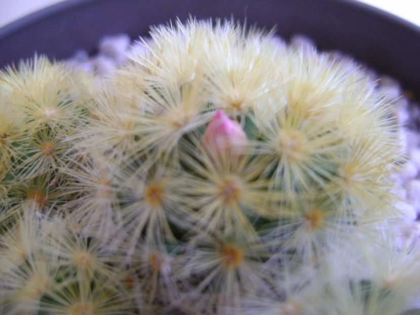 Mammillaria carmenae - Cactusi 2017
