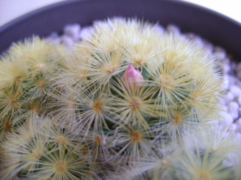 Mammillaria carmenae - Cactusi 2017