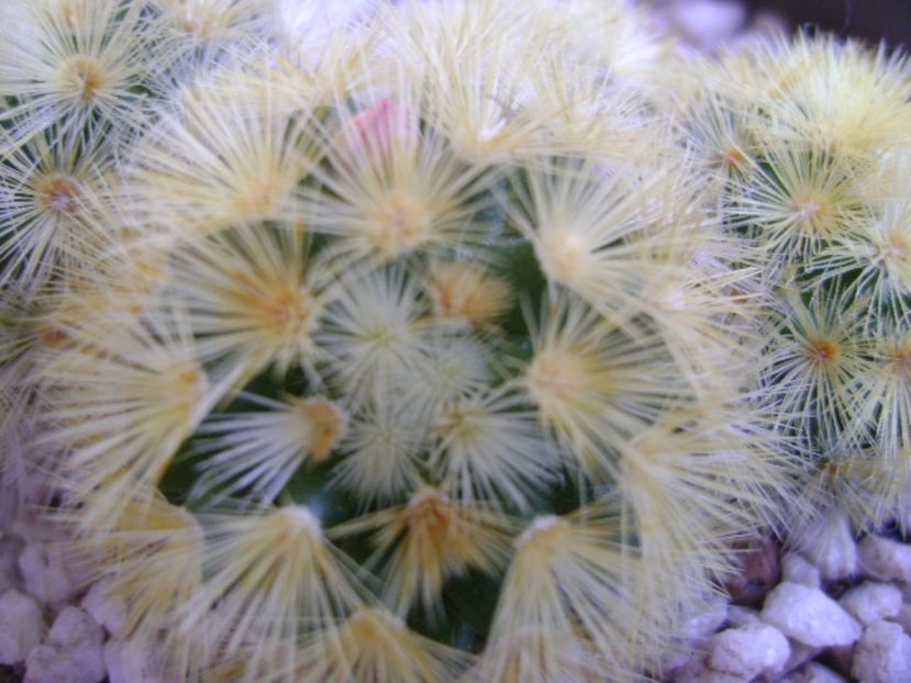 Mammillaria carmenae - Cactusi 2017