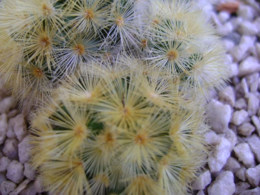 Mammillaria carmenae - Cactusi 2017