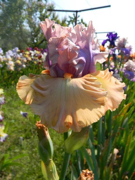 Tempesto - xx Colectie irisi