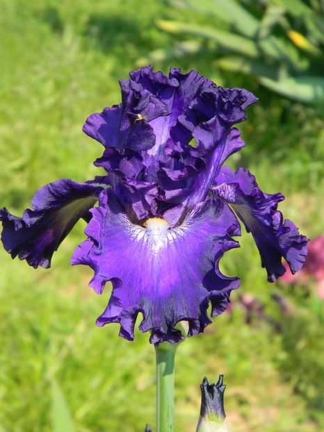 Circle light - xx Colectie irisi