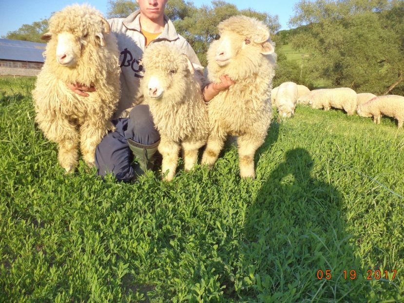  - Productia De Miei 2017