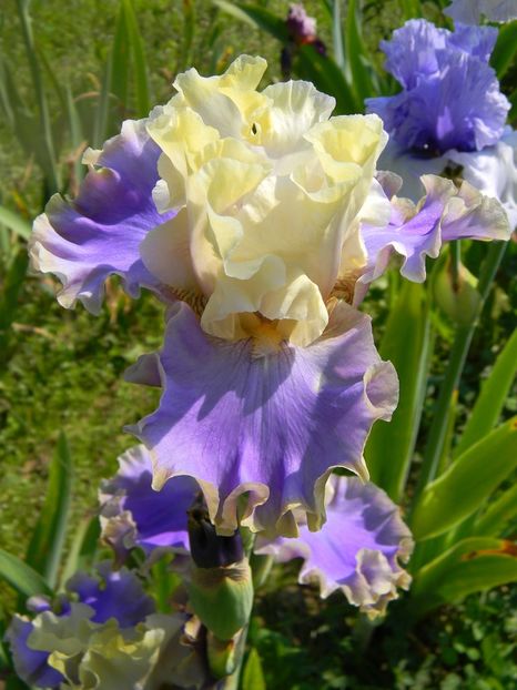 Kona waves - Irisi 2017