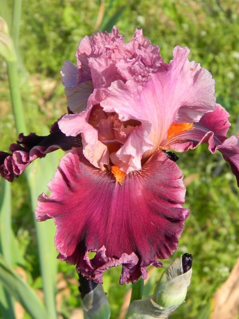 Rarer than rubies - xx Colectie irisi