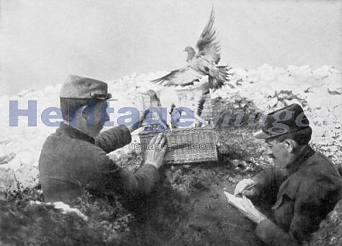 messenger-pigeons-being-released-at-the-front-line-world-war-i-1915_1226645 - PORUMBEI SOLDATI