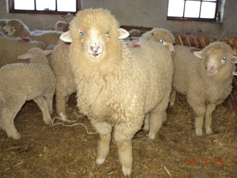  - Productia De Miei 2017