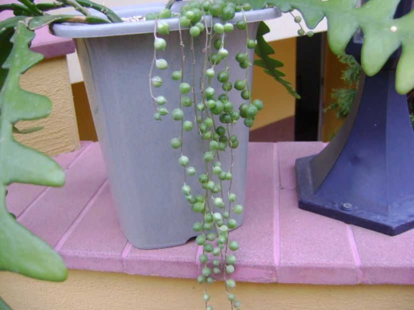 Senecio rowleyanus - Suculente 2017