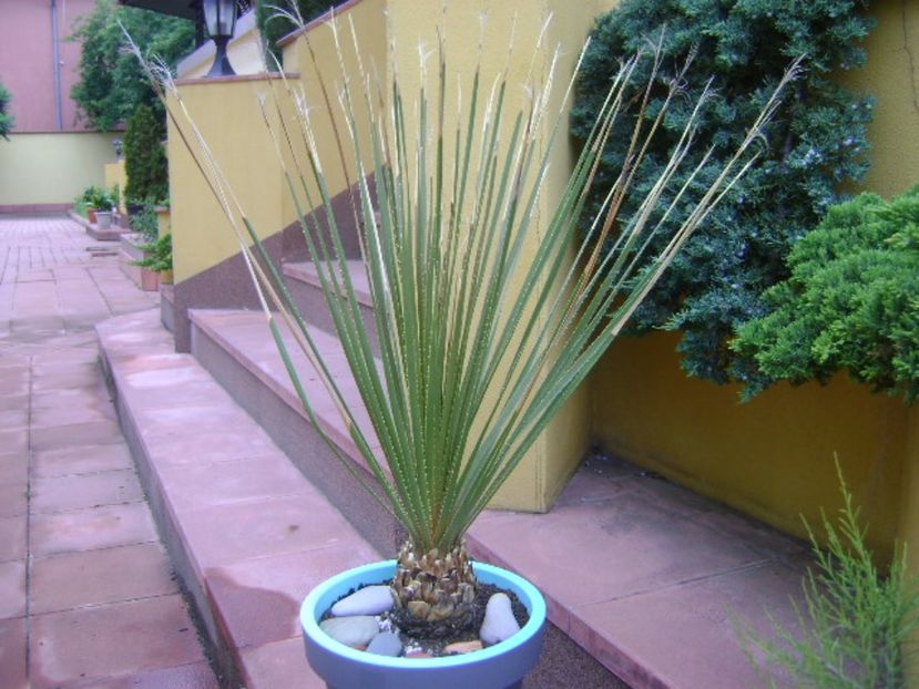 Dasylirion serratifolium - Agave si Yucca 2017