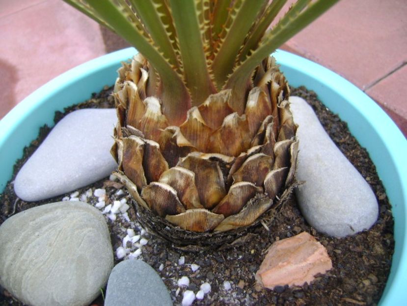 Dasylirion serratifolium, detaliu - Agave si Yucca 2017