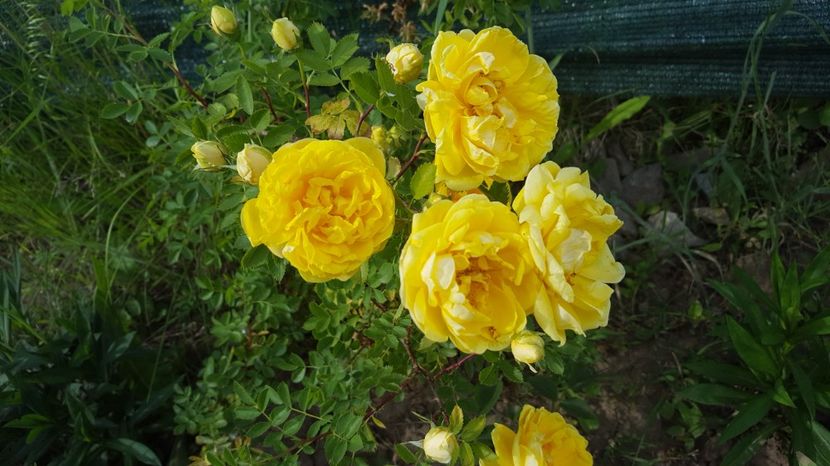  - Rosa foetida Persian Yellow
