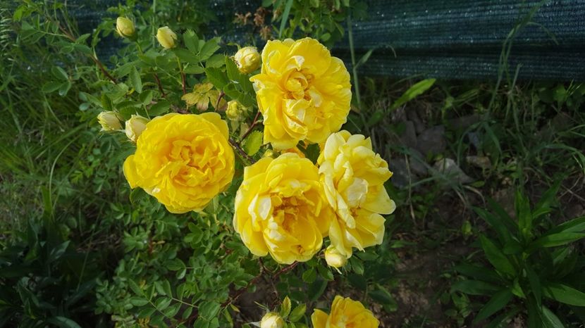 20170520_165827(0) - Rosa foetida Persian Yellow