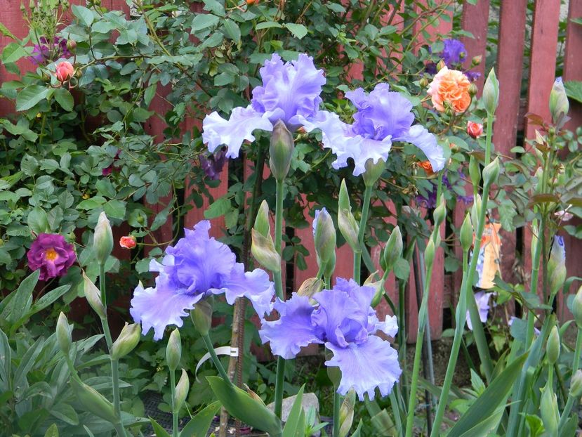 Honky tonk blues - xx Colectie irisi