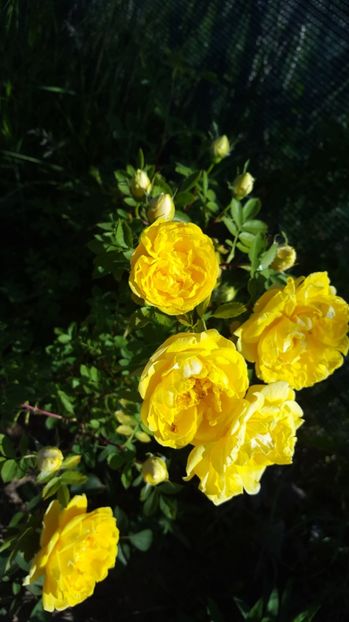  - Rosa foetida Persian Yellow