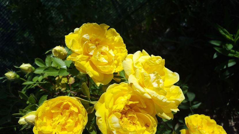  - Rosa foetida Persian Yellow