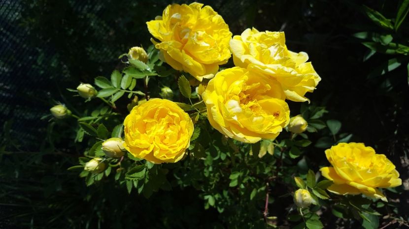  - Rosa foetida Persian Yellow