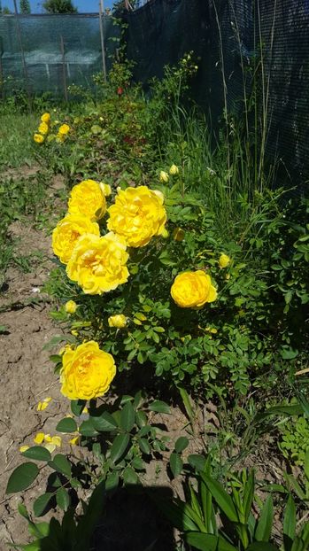  - Rosa foetida Persian Yellow