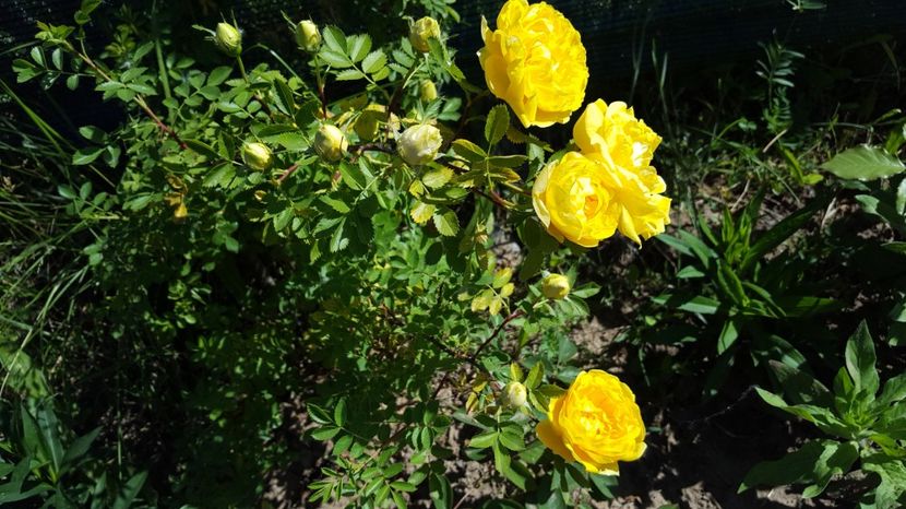 20170519_101035(0) - Rosa foetida Persian Yellow