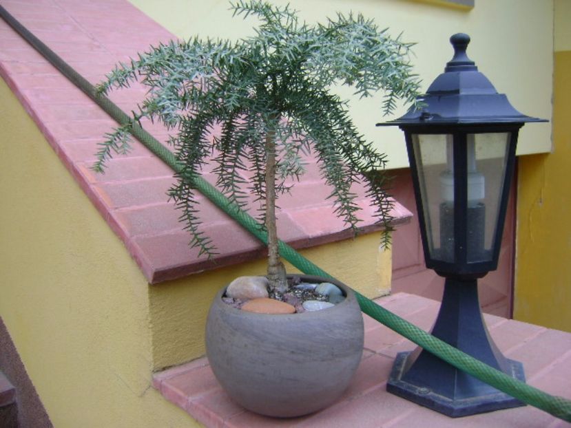 Araucaria cunninghamii v. glauca - Bonsai si prebonsai 2016-2017