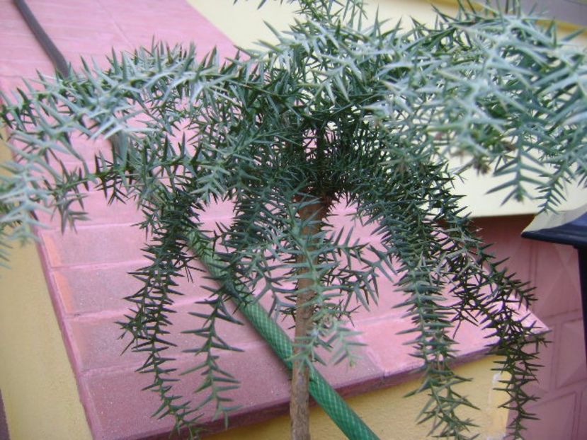 Araucaria cunninghamii v. glauca - Bonsai si prebonsai 2016-2017