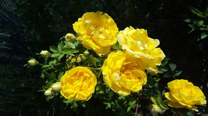  - Rosa foetida Persian Yellow