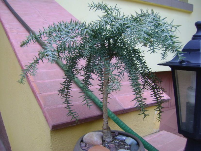 Araucaria cunninghamii v. glauca - Bonsai si prebonsai 2016-2017