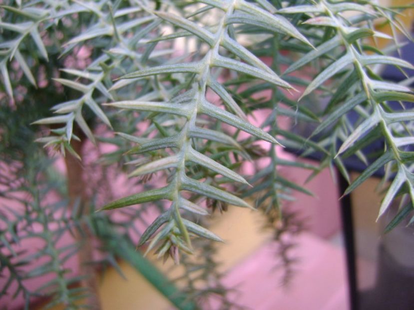 Araucaria cunninghamii v. glauca, detaliu - Bonsai si prebonsai 2016-2017
