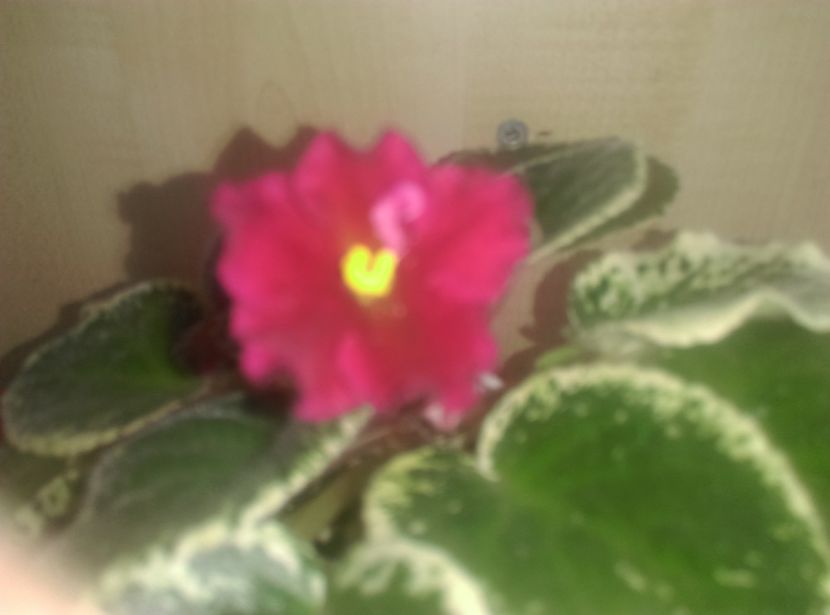  - LE Skarllet de la AM