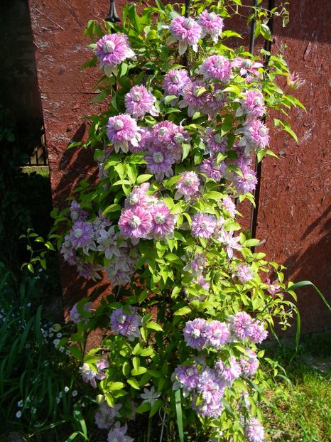  - Clematite 2017