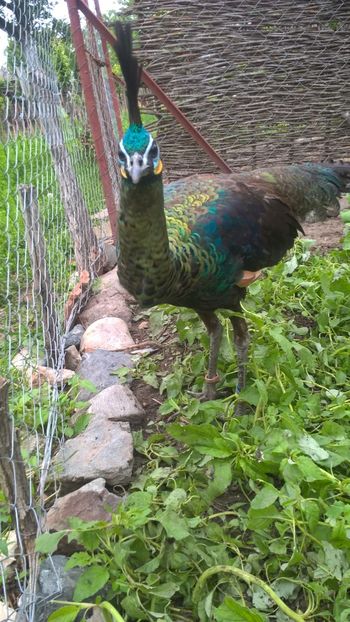  - Pavo Muticus Imperator