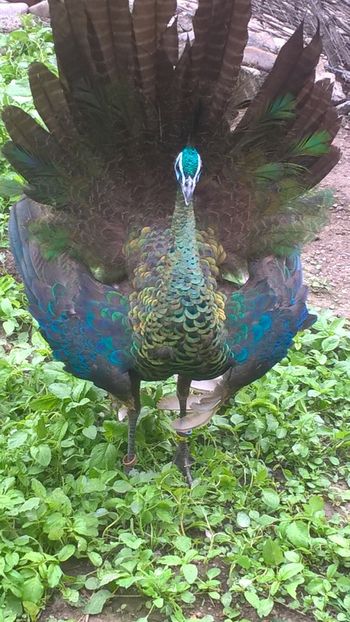  - Pavo Muticus Imperator