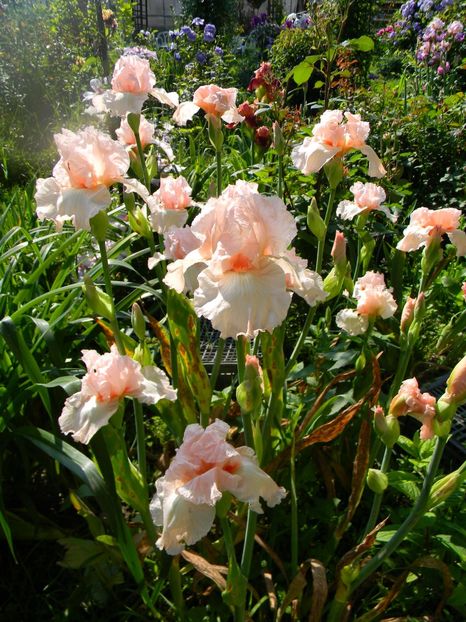 Vision in pink - xx Colectie irisi