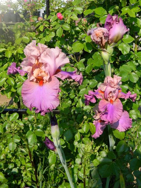 Dignity dancer - xx Colectie irisi