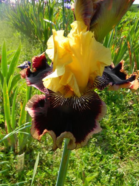 Indulgence - xx Colectie irisi