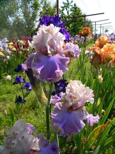 Fashion alert - xx Colectie irisi