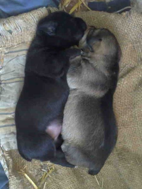  - Caini de sobolani-dihori-paza