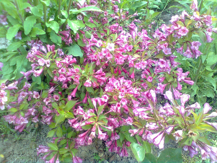 WEIGELA-PINK QUEEN - WEIGELA