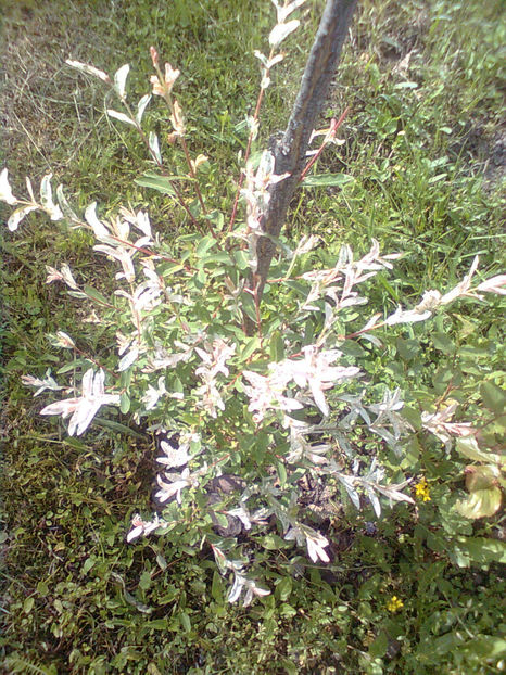  - Arbusti ornamentali