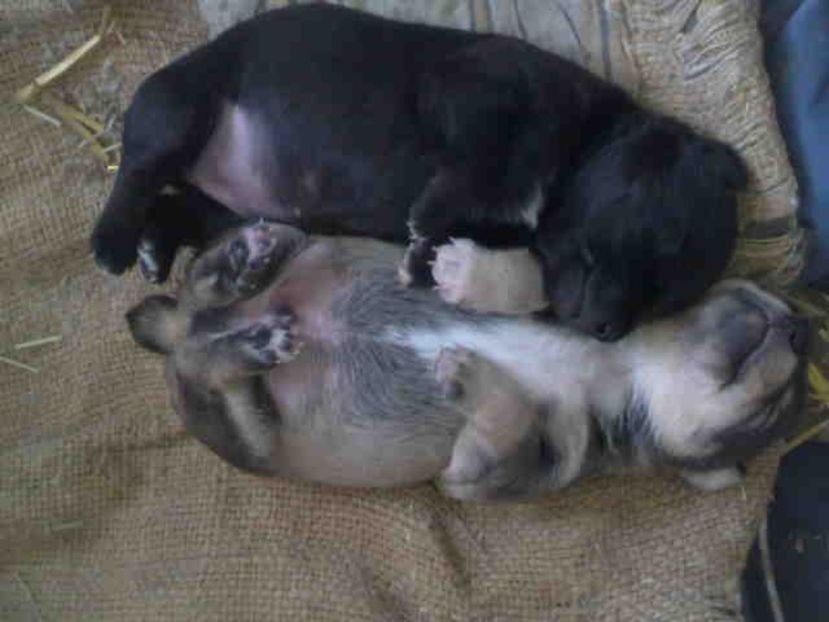  - Caini de sobolani-dihori-paza