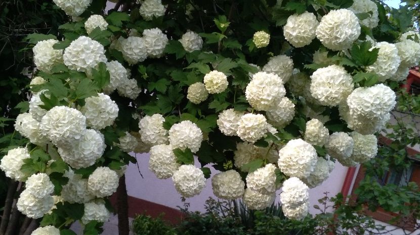 sau Boules de neige - 2017 gradina mea de la tara