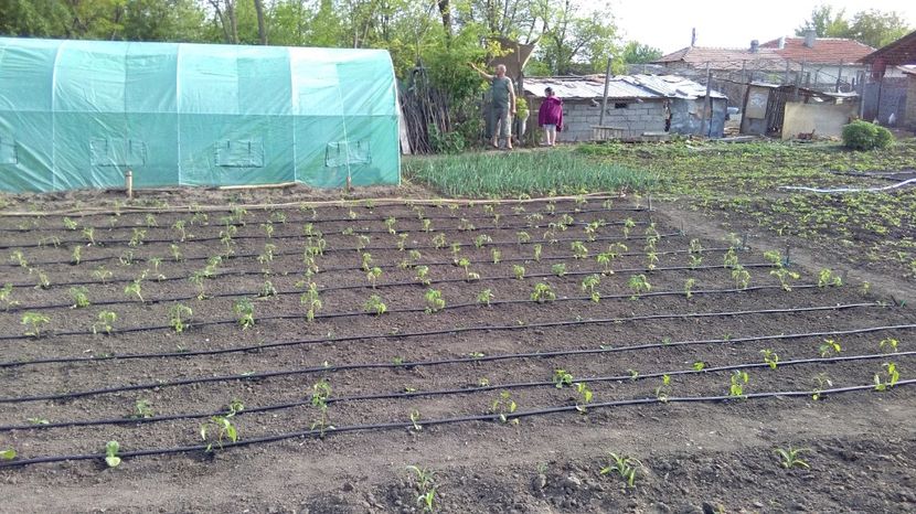  - 2017 gradina mea de la tara